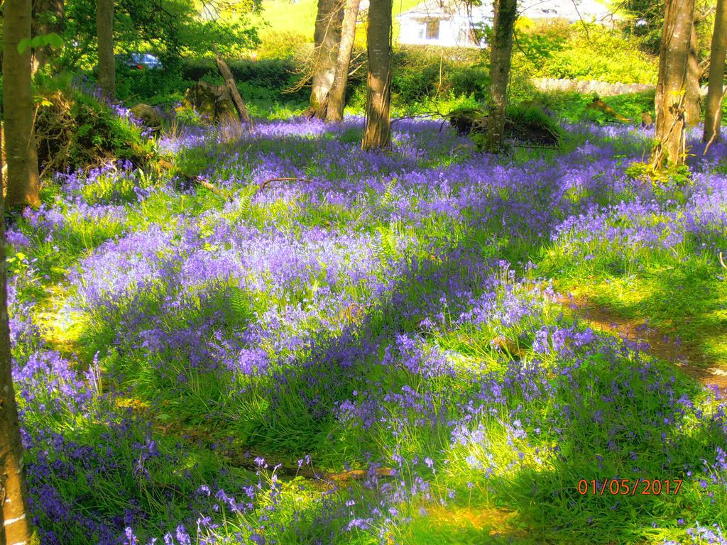 Larkfield House B&B, Ballycasheen Kerry V93 Wd51 킬라니 외부 사진